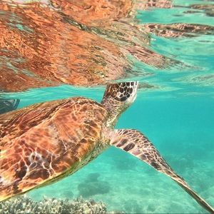 Meet your Posher, Georgia